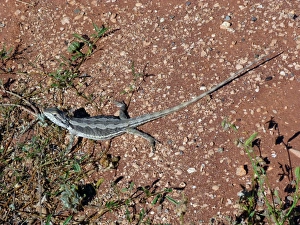 Dragon Prints: Western Bearded Dragon (Pogona minor) adult