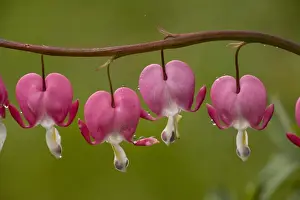 Anniversary Prints: Western Bleeding Heart (Dicentra formosa) close-up of flowers, after rain