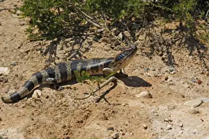 Sunning Prints: Western Blue-tongued Skink (Tiliqua occipitalis) adult