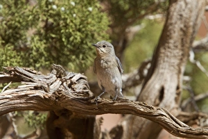 Blue Prints: Western Bluebird female bird - Utah USA