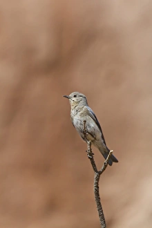 Western Bluebird female bird - Utah USA