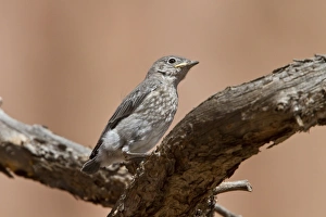 Blue Prints: Western Bluebird juvenile bird - Utah USA