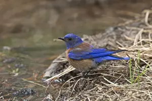 Blue Prints: Western Bluebird male bird at drinking pool - Utah USA
