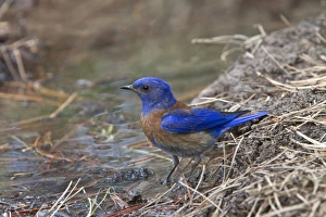 Blue Prints: Western Bluebird male bird Utah USA