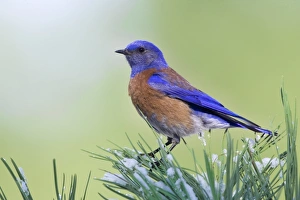 Animals USA Prints: Western Bluebird (Sialia mexicana) adult male