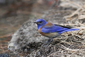 Drinking Prints: Western Bluebird (Sialia mexicana) adult male, drinking at pool, Utah, U. S. A. June