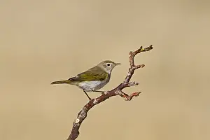 Western Bonellis Warbler (Phylloscopus bonelli) adult, perched on twig, Castilla y Leon, Spain, August