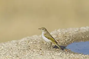 Western Bonellis Warbler (Phylloscopus bonelli) adult, standing at edge of drinking pool, Castilla y Leon, Spain