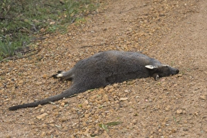 Environmental Prints: Western Brush Wallaby (Macropus irma) adult