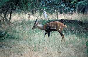 Western Prints: Western Bushbuck male