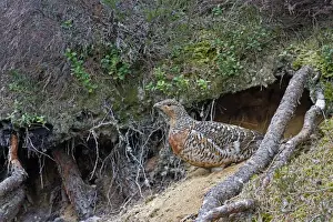 Western Capercaillie (Tetrao urogallus) adult female, emerging from dustbath, Cairngorms N. P