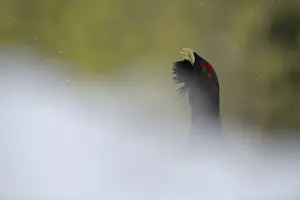 Western Capercaillie (Tetrao urogallus) adult male, displaying on snow in coniferous forest, Italian Alps, Italy, May