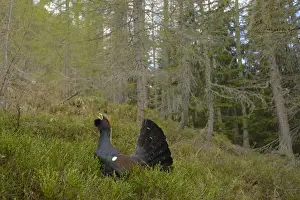Western Capercaillie (Tetrao urogallus) adult male, displaying in coniferous forest habitat, Italian Alps, Italy, May
