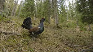 Western Capercaillie (Tetrao urogallus) adult male, displaying in coniferous forest habitat, Italian Alps, Italy, May