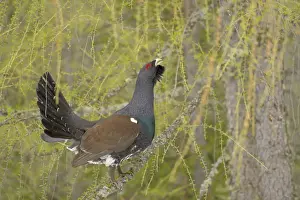 Western Capercaillie (Tetrao urogallus) adult male, displaying from branch in coniferous forest, Italian Alps, Italy