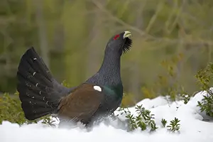 Western Capercaillie (Tetrao urogallus) adult male, displaying on snow in coniferous forest, Italian Alps, Italy, May