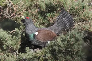 Trending: Western Capercaillie (Tetrao urogallus) adult male