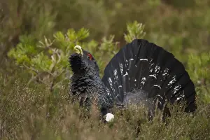 Western Capercaillie (Tetrao urogallus) adult male, rogue displaying in coniferous forest, Cairngorms, Highlands