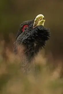 Western Capercaillie (Tetrao urogallus) adult male, close-up of head, rogue displaying in coniferous forest
