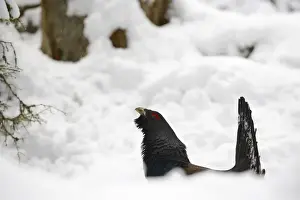 Western Capercaillie (Tetrao urogallus) adult male, displaying on snow in coniferous forest, Italian Alps, Italy, May