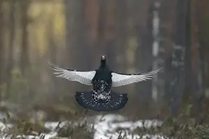 Western Capercaillie (Tetrao urogallus) adult male, flutter-jumping display at lek in snow covered coniferous forest