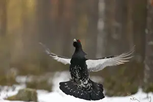 Western Capercaillie (Tetrao urogallus) adult male, flutter-jumping display at lek in snow covered coniferous forest