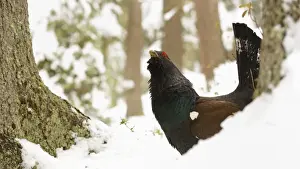 Western Capercaillie (Tetrao urogallus) adult male, displaying on snow in coniferous forest, Italian Alps, Italy, May