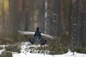 Western Capercaillie (Tetrao urogallus) adult male, flutter-jumping display at lek in snow covered coniferous forest