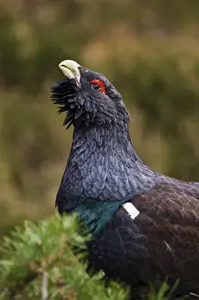 Western Capercaillie (Tetrao urogallus) adult male, close-up of head and neck, in territorial display