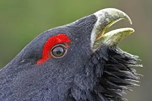 Western Capercaillie (Tetrao urogallus) adult male, close-up of head, rogue displaying, Rothiemurchus Estate