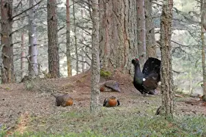 Western Capercaillie (Tetrao urogallus) adult male and females, displaying at lek, Cairngorms N. P. Grampian Mountains, Highlands, Scotland, april