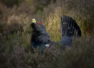 Caledonian Prints: Western Capercaillie (Tetrao urogallus) rogue adult male