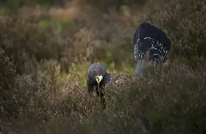 Western Capercaillie (Tetrao urogallus) rogue adult male, feeding on heather, on fringe of pine forest, Cairngorm N. P. Highlands, Scotland, march