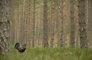 Western Capercaillie (Tetrao urogallus) rogue adult male, displaying in pine forest habitat, Cairngorm N. P. Highlands, Scotland, march