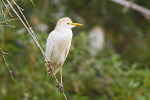 Egrets Prints: Western Cattle Egret (Bubulcus ibis ibis) adult