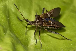 Aliens Prints: Western Conifer Seedbug (Leptoglossus occidentalis) introduced invasive species