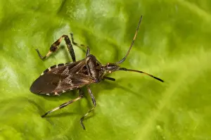 Western Conifer Seedbug (Leptoglossus occidentalis) introduced invasive species, adult, resting on leaf in garden