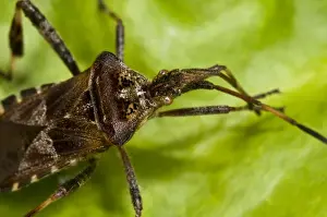Western Conifer Seedbug (Leptoglossus occidentalis) introduced invasive species, adult, close-up of head