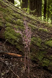 Washington Prints: Western Coralroot (Corallorhiza mertensiana) flowering