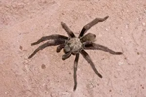 Utah Prints: Western Desert Tarantula (Aphonopelma chalcodes) adult