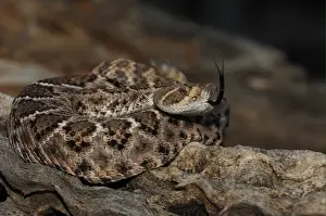 Poison Prints: Western Diamondback Rattlesnake (Crotulus atrox) adult