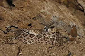 Western Diamondback Rattlesnake (Crotulus atrox) adult, coiled with tongue extended and rattle raised, Arizona, U. S. A