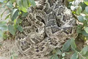 Western Diamondback Rattlesnake (Crotulus atrox) adult, coiled, South Texas, U. S. A. april