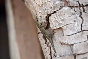 Regeneration Prints: Western Dwarf Gecko (Lygodactylus gutturalis) adult
