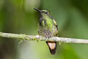 Western Emerald (Chlorostilbon melanorhynchus) adult male, perched on twig in montane rainforest, Andes, Ecuador