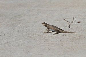 Utah Prints: Western Fence Lizard - Male, Utah America