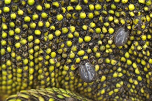 Parasitized Prints: Western Green Lizard (Lacerta bilineata) adult