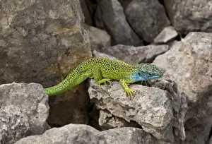 Limestone Prints: Western Green Lizard (Lacerta bilineata) adult male
