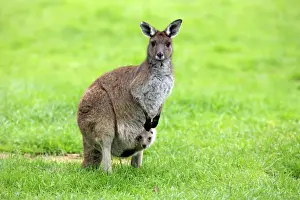 Western Grey Kangaroo (Macropus fuliginosus) adult female with young in pouch, Cleland Wildlife Park, South Australia, Australia