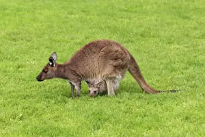 Macropod Prints: Western Grey Kangaroo (Macropus fuliginosus) adult female with young in pouch